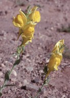 Linaria sp.