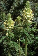 Pedicularis foliosa