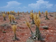 Verbascum sp.