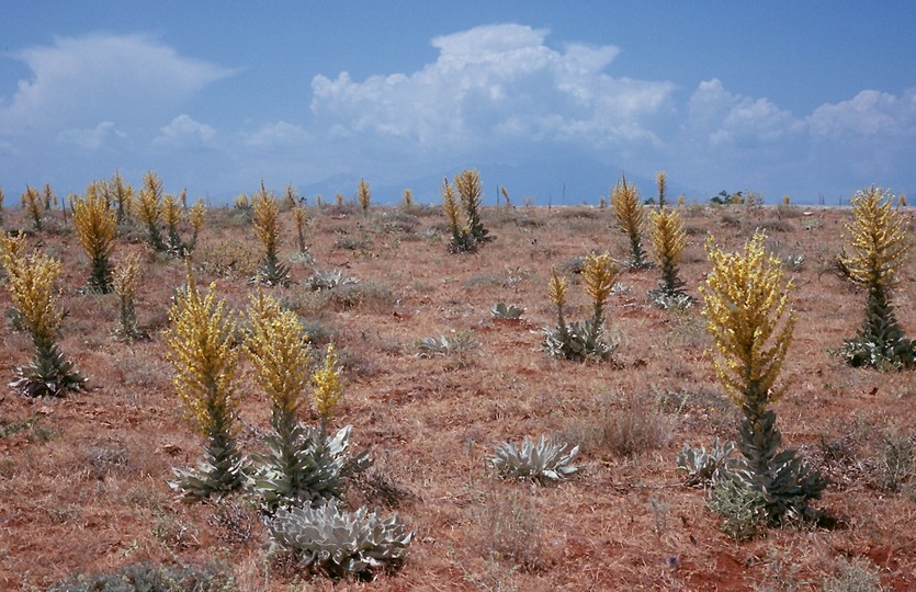 Verbascum sp.