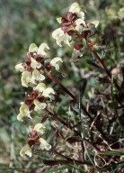 Pedicularis lapponica