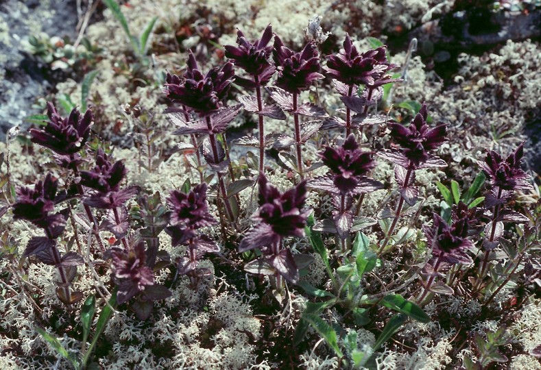 Bartsia alpina