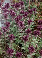 Bartsia alpina