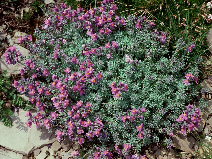 Linaria alpina