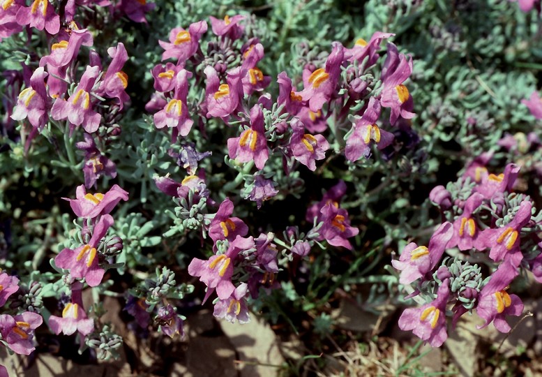 Linaria alpina