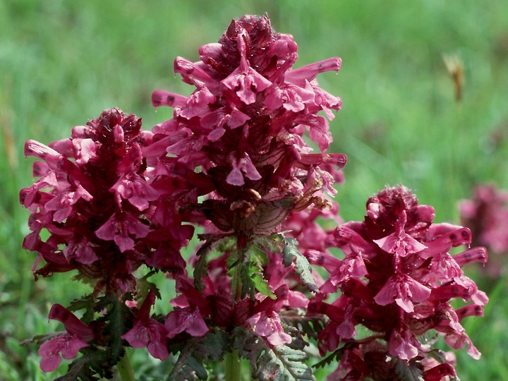 Pedicularis verticillata