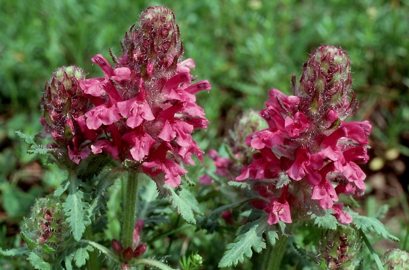 Pedicularis verticillata