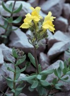 Linaria tonzigii