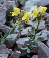 Linaria tonzigii