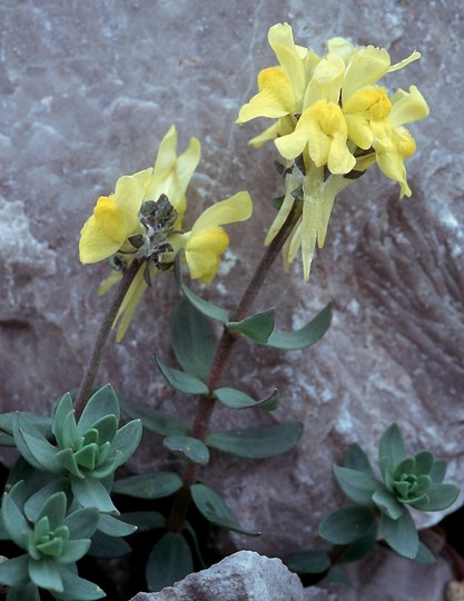 Linaria tonzigii