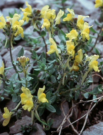 Linaria tonzigii