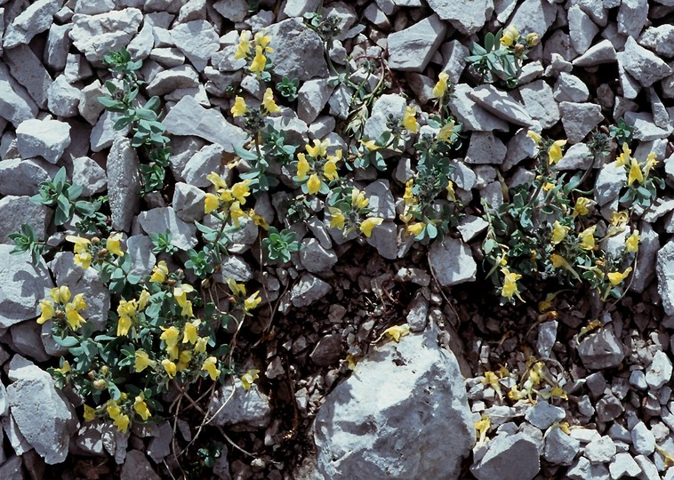 Linaria tonzigii