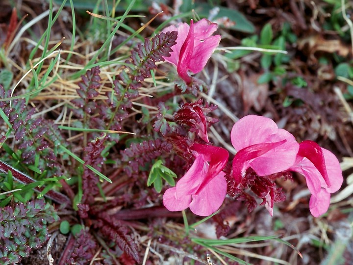 Pedicularis kerneri