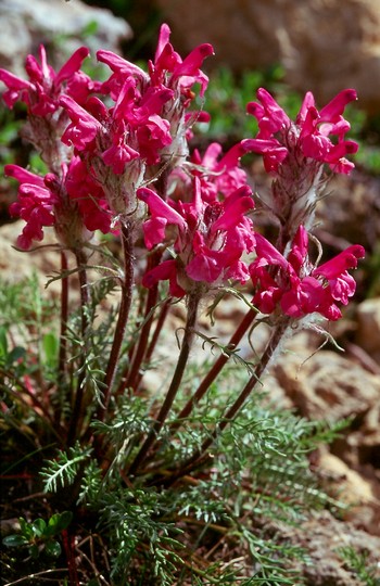 Pedicularis rosea