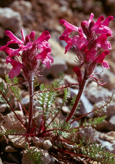 Pedicularis rosea