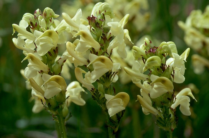 Pedicularis tuberosa