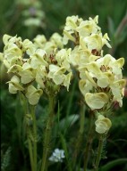 Pedicularis tuberosa