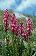 Pedicularis rostrato-spicata