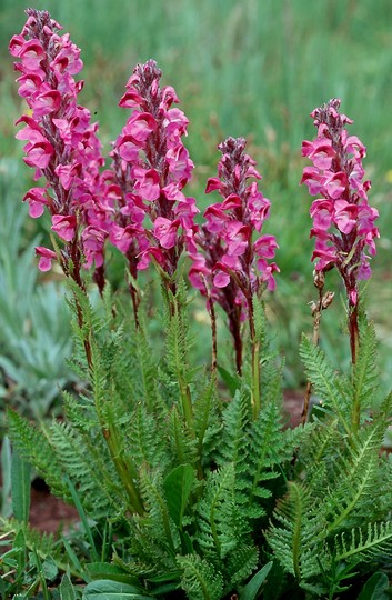 Pedicularis rostrato-spicata