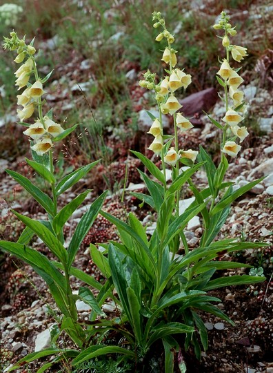 Digitalis grandiflora