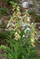 Digitalis grandiflora