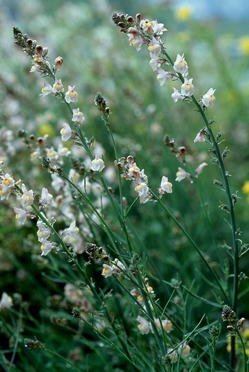 Linaria repens