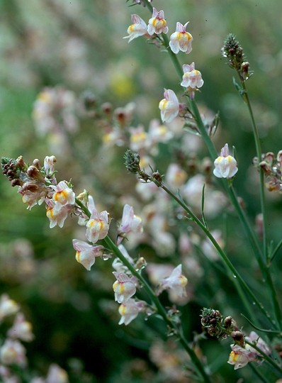 Linaria repens