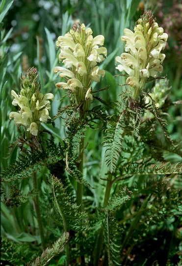 Pedicularis comosa