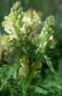 Pedicularis comosa