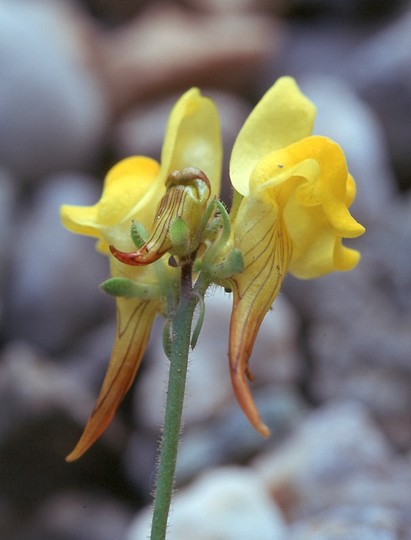 Linaria supina