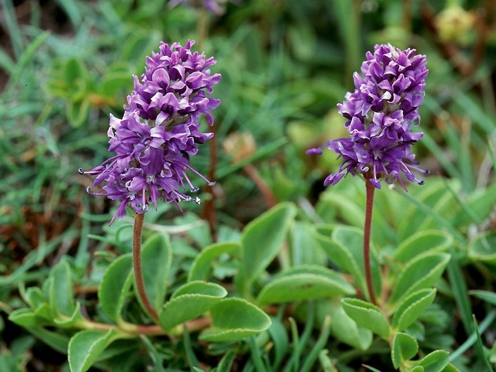 Veronica allionii