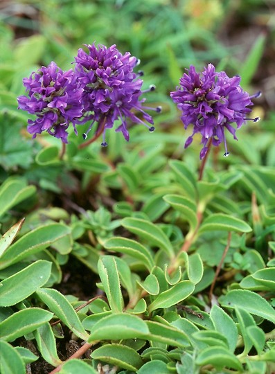 Veronica allionii