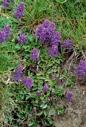 Veronica allionii