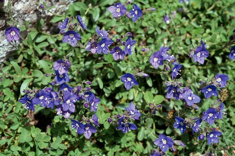 Veronica fruticans