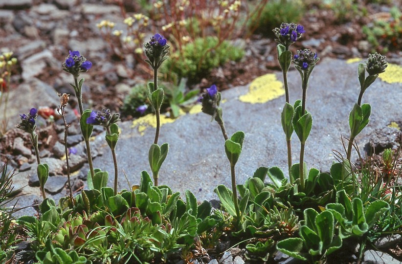 Veronica bellidioides