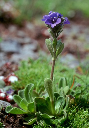 Veronica bellidioides