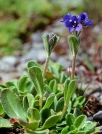 Veronica bellidioides