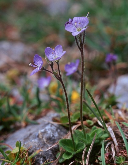 Veronica aphylla