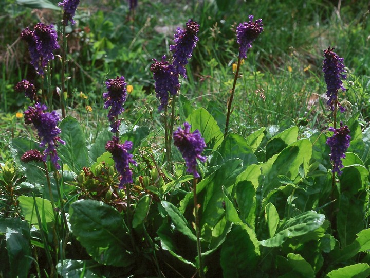 Wulfenia carinthiaca