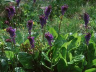 Wulfenia carinthiaca