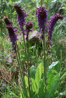 Wulfenia carinthiaca