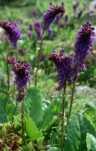 Wulfenia carinthiaca