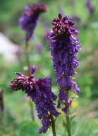 Wulfenia carinthiaca