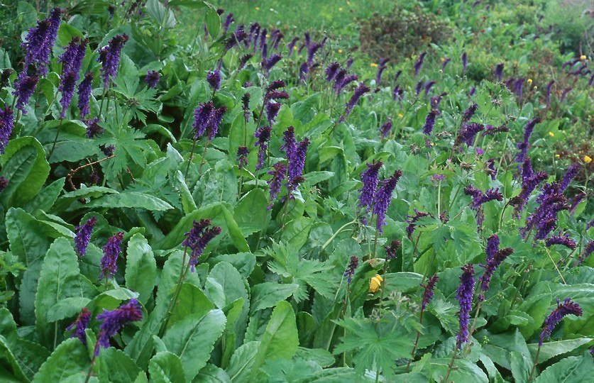 Wulfenia carinthiaca