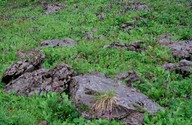 Wulfenia carinthiaca