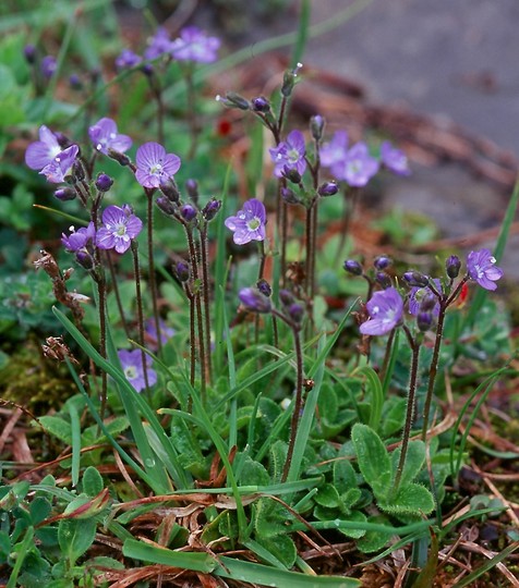 Veronica aphylla