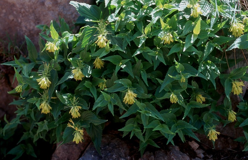 Paederota lutea