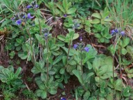 Veronica bellidioides