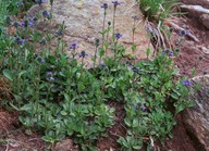 Veronica bellidioides