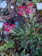 Pedicularis asplenifolia